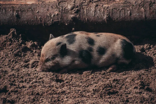 Tiro Close Pequeno Porco Manchado Bonito Dormindo — Fotografia de Stock