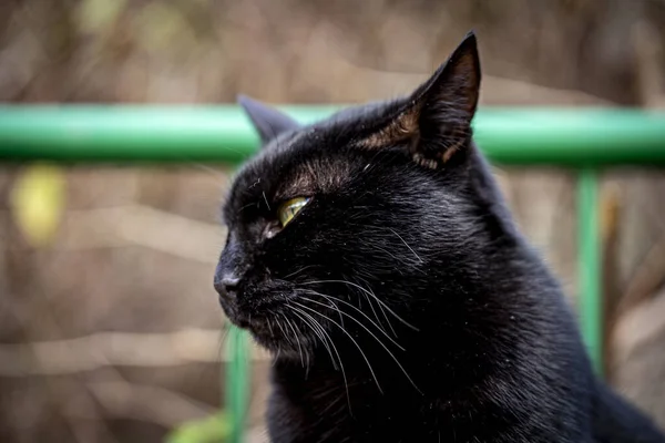Egy Közeli Kép Egy Zsémbes Fekete Macskáról Homályos Háttérrel — Stock Fotó