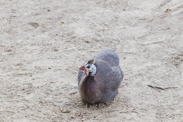 Výběrový Snímek Perličky Sedící Zemi — Stock fotografie