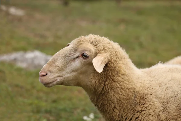 フェンスで囲まれた牧草地に白い羊の放牧の選択的フォーカスショット — ストック写真