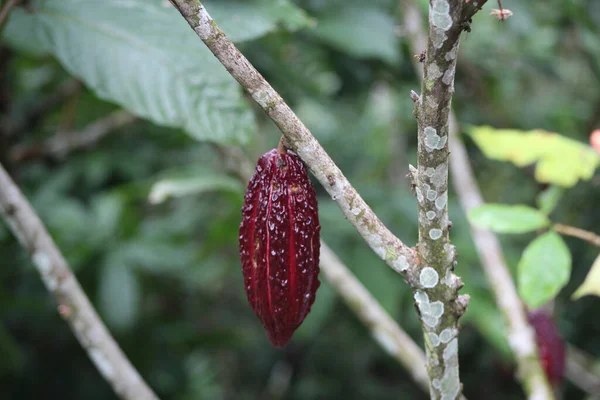 Крупним Планом Знімок Плодів Какао Гілці Дерева Розмитим Тлом — стокове фото