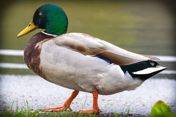 Colorful Beautiful Mallard Duck — Stock Photo, Image