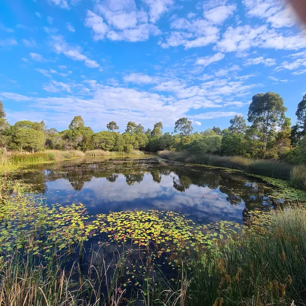 Bel Colpo Campo Verde Con Alberi Vicino Uno Stagno — Foto Stock