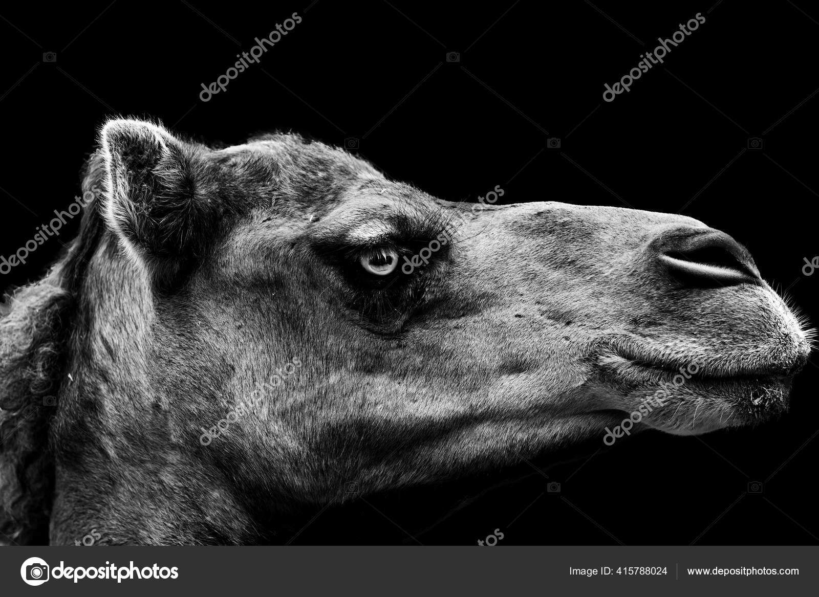Grayscale Shot Portrait Camel Black Background Stock Photo by