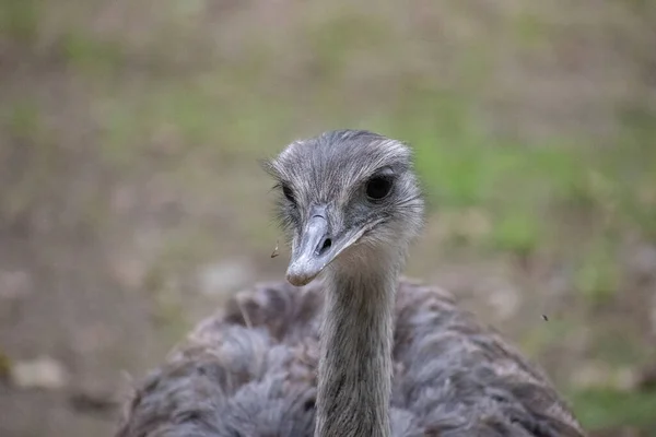 Closeup Shot Emu Green Grass — Stock Photo, Image