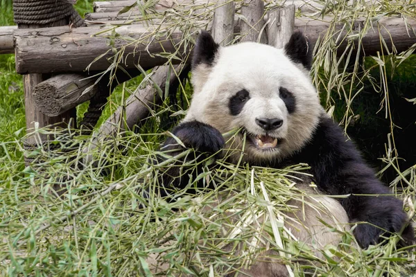 Nærbilde Panda Som Spiser Bambus – stockfoto