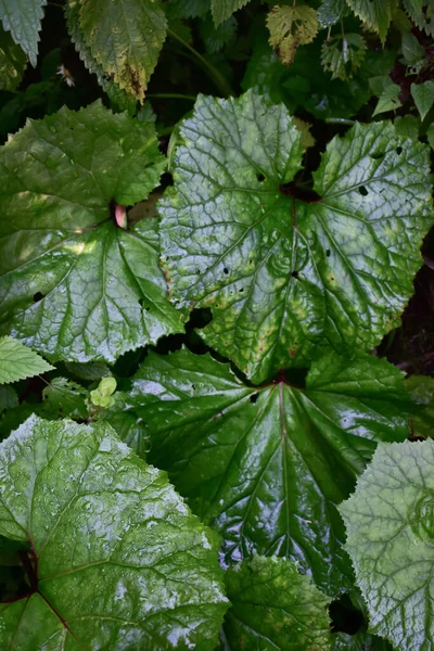 Sebuah Gambar Close Dari Burdock Hijau — Stok Foto