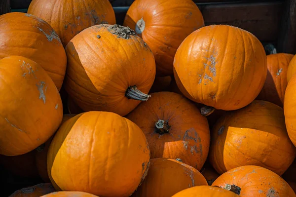 Die Reifen Orangefarbenen Kürbisse Kleben Halloween Auf Dem Hof Aneinander — Stockfoto