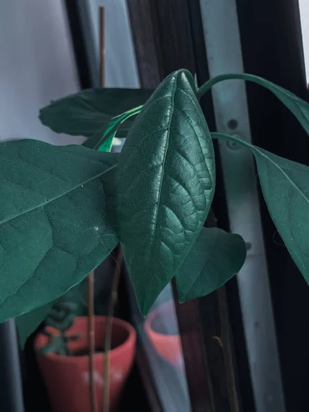 Vertical Closeup Focus Shot Houseplant — Stock Photo, Image