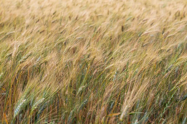 Primo Piano Grano Nei Campi Prima Del Raccolto — Foto Stock