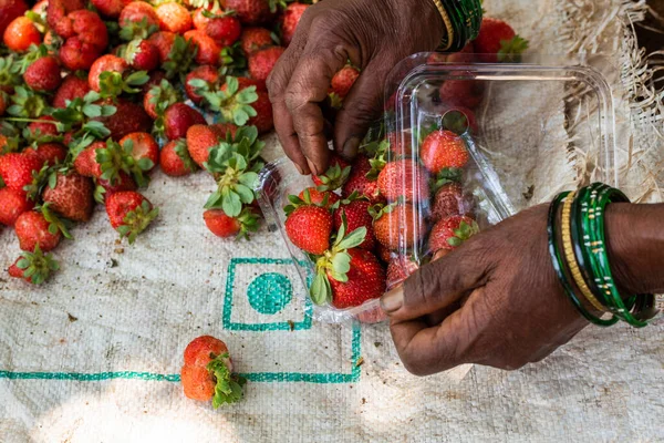 Die Bio Erdbeeren Werden Sortiert Und Für Den Verkauf Auf — Stockfoto