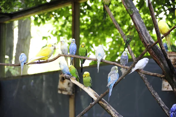 Uno Scatto Selettivo Pappagalli Colorati Appollaiati Sui Rami Degli Alberi — Foto Stock