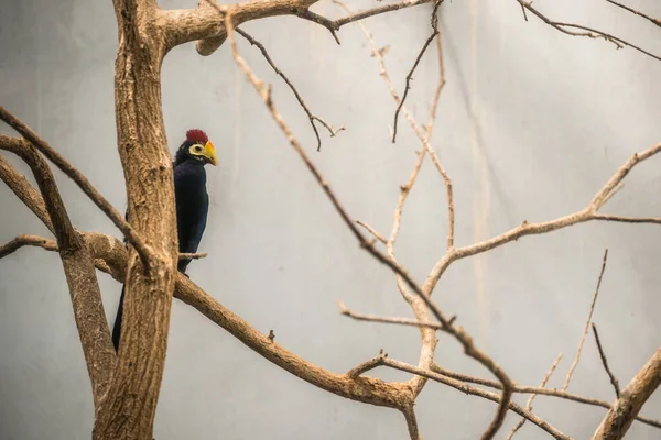 Oiseau Turaco Ross Assis Sur Arbre — Photo