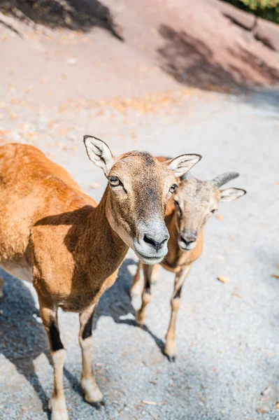 Çiftlik Arazisinde Keçilerin Dikey Görüntüsü — Stok fotoğraf