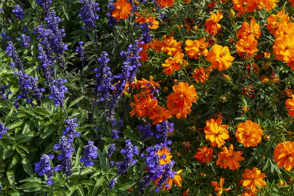 庭のセージやサルビア ディビノラムやオレンジのコスモスの花の新鮮な紫色の花の閉鎖 — ストック写真