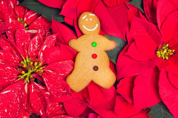 Closeup Shot Holiday Gingerbread Man Cookie Poinsettia — Stock Photo, Image