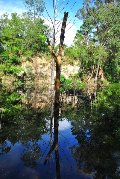 Tiro Vertical Árboles Sus Reflejos Agua —  Fotos de Stock