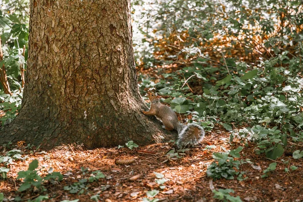 Malá Veverka Shlukující Kmen Stromu Lese — Stock fotografie