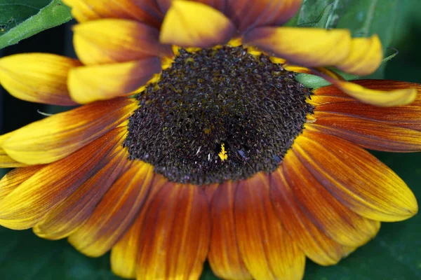 Primer Plano Lindo Girasol Bajo Luz Del Sol — Foto de Stock