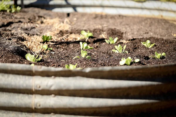 Sebuah Fokus Tembakan Selektif Dari Bibit Wombok Kebun Sayuran — Stok Foto