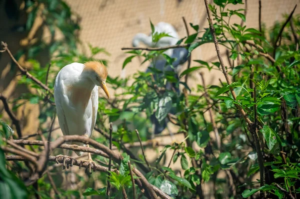 Egret Gado Sentado Ramo — Fotografia de Stock