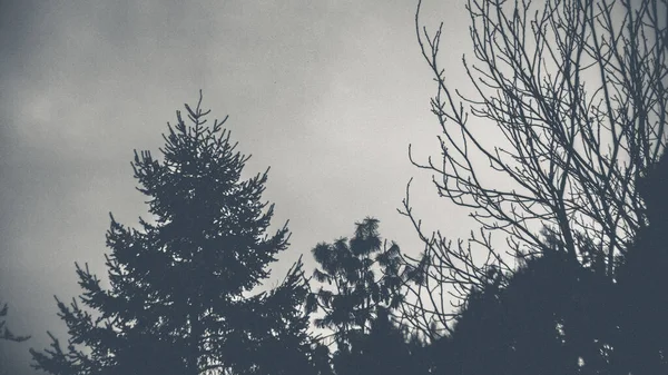 Gråskala Skott Träden Hösten — Stockfoto