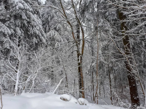 德国桑德堡冬季森林中的一个灰度低角度的树木拍摄 — 图库照片