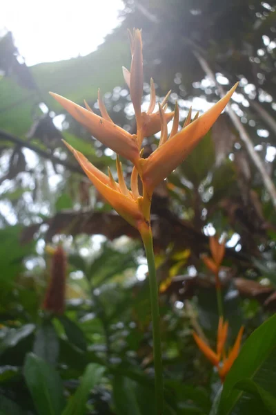 Close Uma Flor Lobsterclaw Expandida — Fotografia de Stock