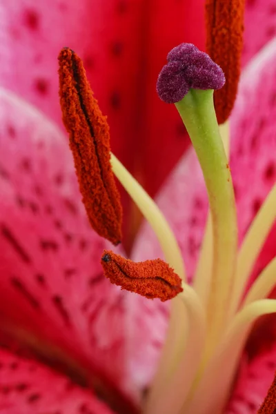 Zambak Kekemeliğinin Dikey Makro Görüntüsü — Stok fotoğraf