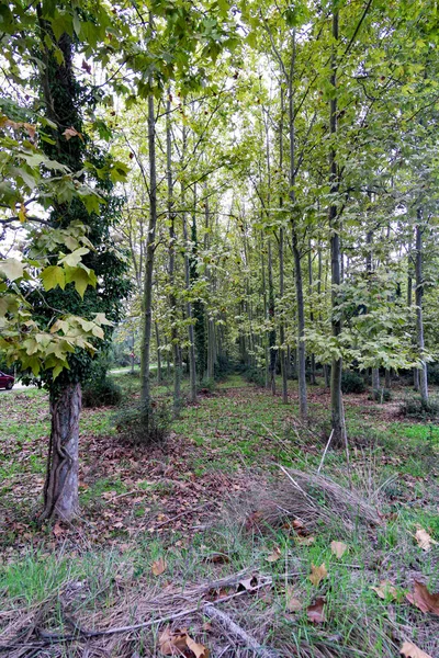 Vue Verticale Une Forêt Couverte Verdure Pendant Journée Espagne — Photo