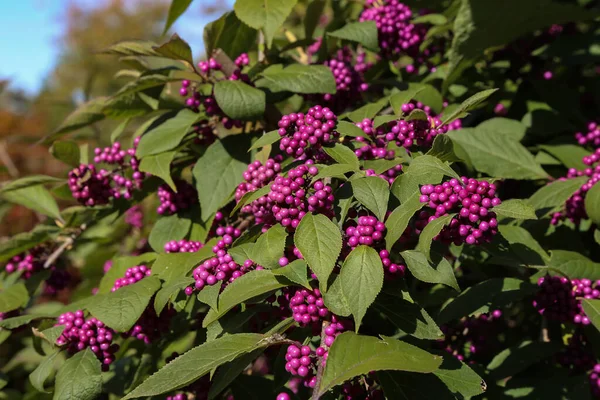 Gros Plan Buisson Beautyberry Bodinier Avec Des Baies Violettes — Photo