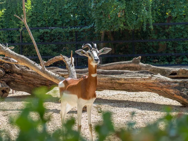 Vacker Bild Dama Gasell Ett Zoo — Stockfoto