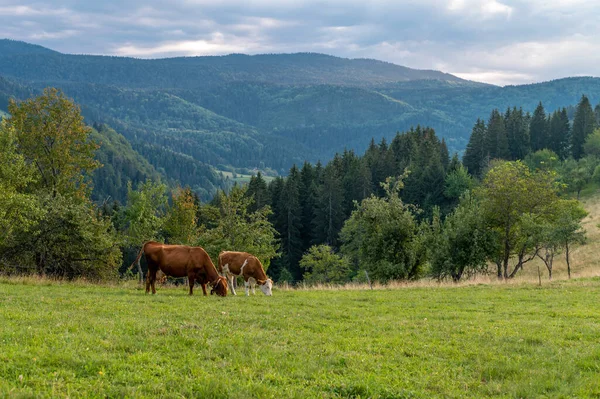 stock image Two cows grazing on the grass-covered hills near the forest