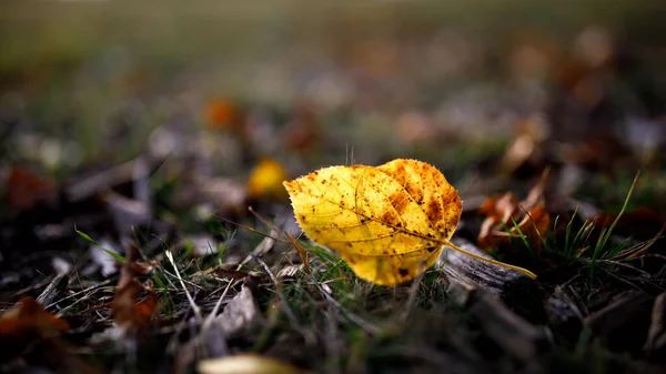 Gros Plan Une Feuille Jaune Sèche Tombée Sur Sol — Photo