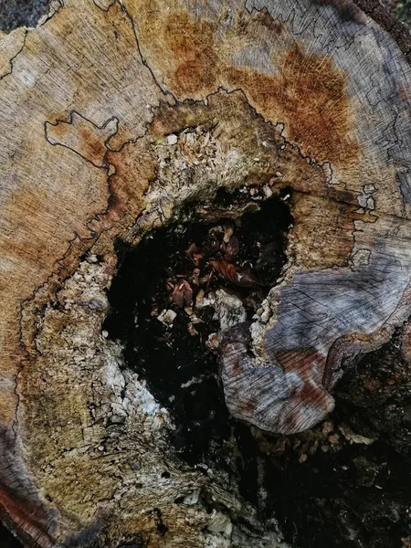 一张纹理树皮细节的垂直特写照片 — 图库照片