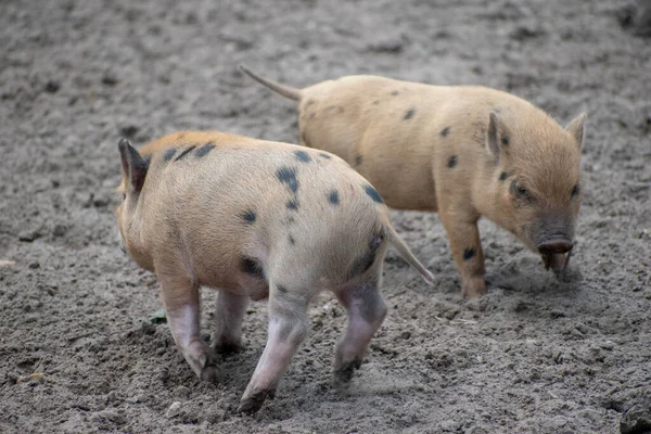 Dois Pequenos Porcos Manchados Brincando Uma Fazenda — Fotografia de Stock