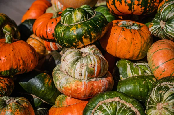 Gros Plan Citrouilles Décoratives — Photo