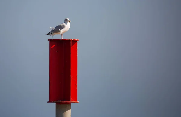 Eine Möwe Thront Auf Einem Roten Briefkasten — Stockfoto