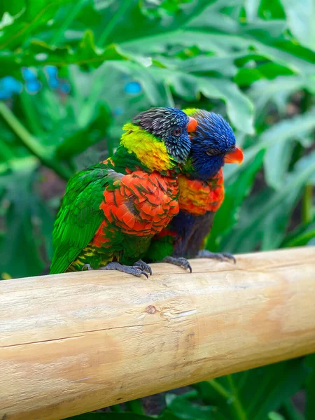 Renkli Papağanın Dikey Görüntüsü Yeşil Yapraklı Bir Tahtaya Tünemiş — Stok fotoğraf
