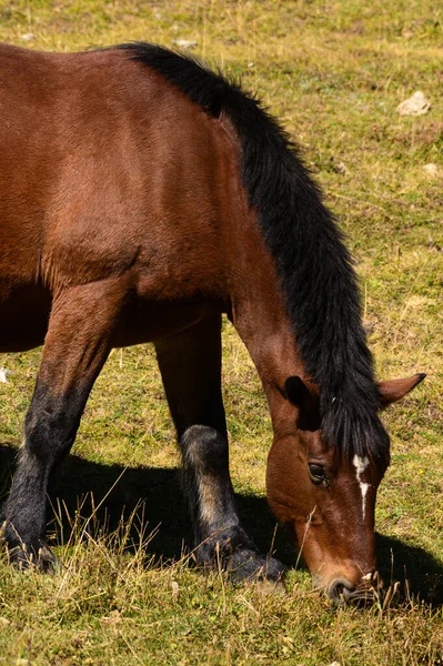 Gros Plan Beau Cheval Sous Lumière Soleil — Photo