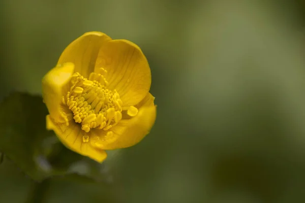 黄蝴蝶的选择性聚焦镜头 — 图库照片