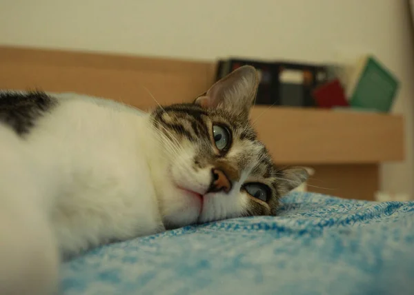 Primer Plano Pequeño Gato Mentiroso — Foto de Stock