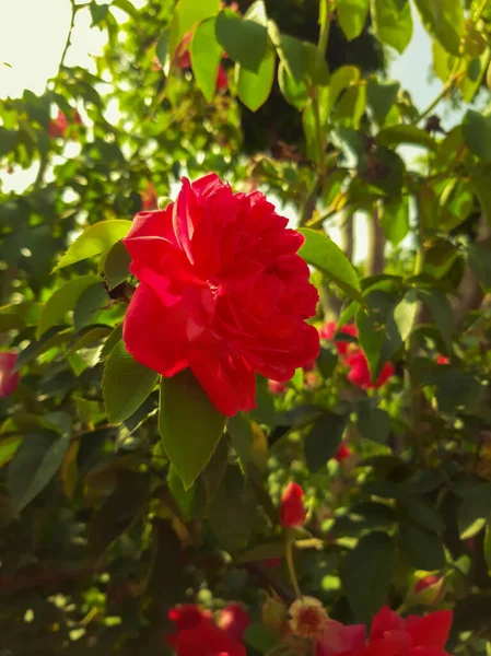 Bahçedeki Kırmızı Gülün Dikey Yakın Çekimi — Stok fotoğraf
