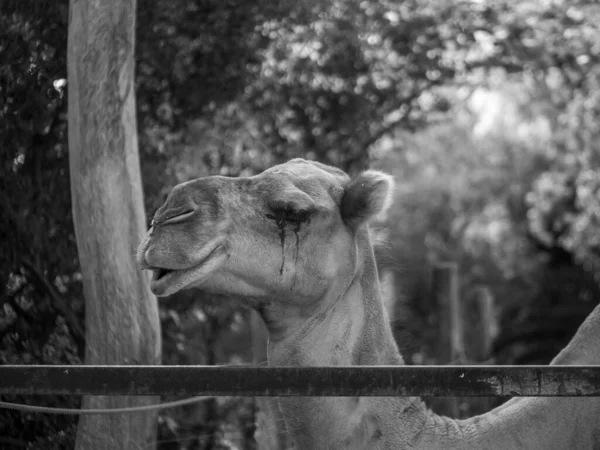 Disparo Escala Grises Una Cara Camello — Foto de Stock