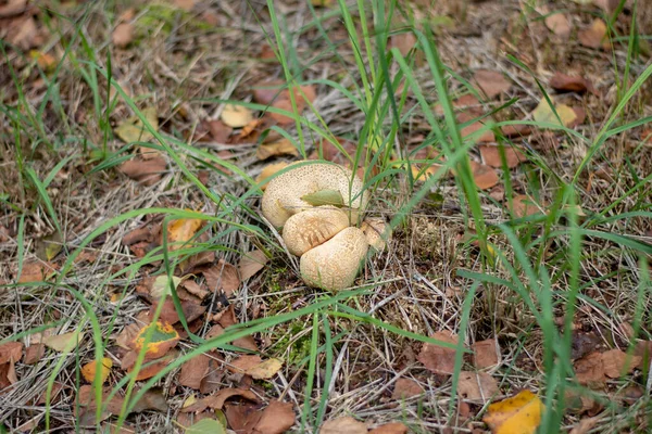 Een Close Shot Van Paddestoelen Een Bos — Stockfoto