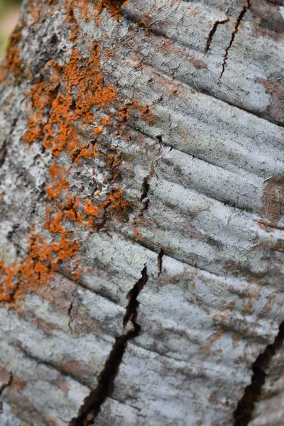 Zbliżenie Tekstury Kory Drzewa Dla Tła Lub Tapety — Zdjęcie stockowe