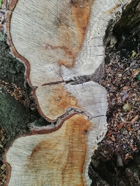 Une Vue Verticale Sommet Des Troncs Arbres Coupés Dans Une — Photo