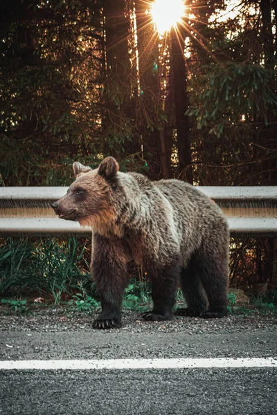 Ett Vertikalt Skott Grizzlybjörn Sidan Vägen Solnedgången — Stockfoto