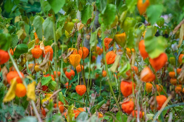 Szelektív Fókusz Lövés Narancs Physalis Növények — Stock Fotó