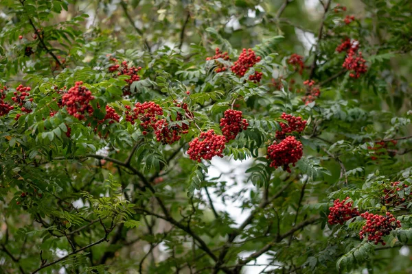 Ένα Κοντινό Πλάνο Του Δέντρου Rowan — Φωτογραφία Αρχείου